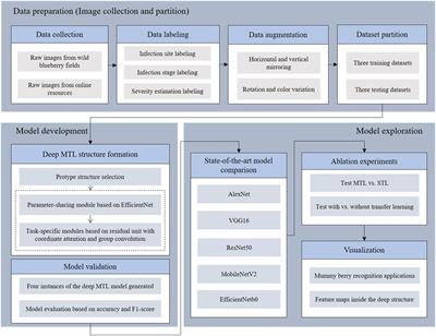 A deep multi-task learning approach to identifying mummy berry infection sites, the disease stage, and severity